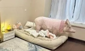 Chú lợn có cuộc sống 'sang chảnh'