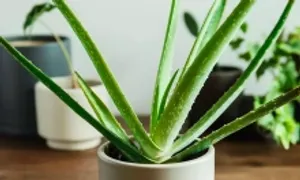 Loại cây thanh lọc không khí trong nhà